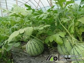 吃瓜网是西瓜视频吗,吃瓜网与西瓜视频，究竟有何关联？