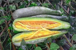 鄂尔多斯网红吃瓜,揭秘当地美食背后的故事